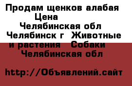 Продам щенков алабая › Цена ­ 10 000 - Челябинская обл., Челябинск г. Животные и растения » Собаки   . Челябинская обл.